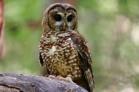 Save the Owls