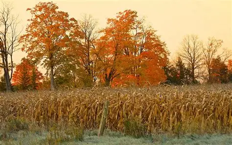 Why Do We Celebrate Thanksgiving?